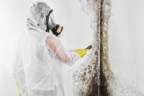 Best Toxic Mold Removal  in Scott Af, IL