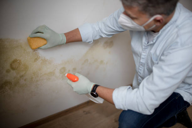 Best Mold Testing  in Scott Af, IL
