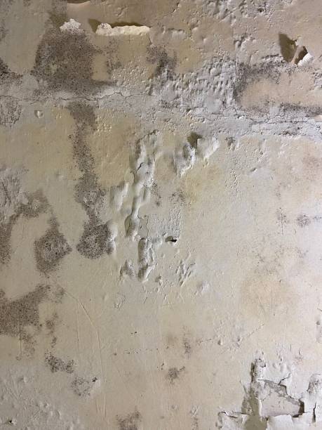  Scott Af, IL Mold Removal Pros