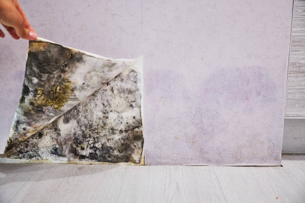 Best Office Mold Removal Services  in Scott Af, IL